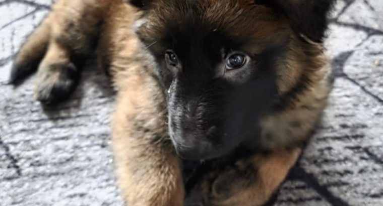 Purebred Belgian Malinois Puppies for Sale